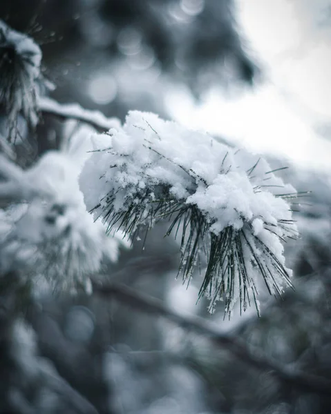 Χιόνι Καλύπτεται Από Έλατο Υποκατάστημα Στο Δάσος Χειμώνα — Φωτογραφία Αρχείου
