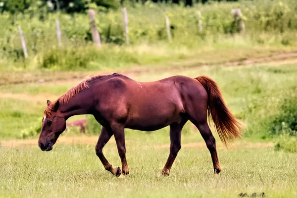 Hermoso Caballo Prado —  Fotos de Stock