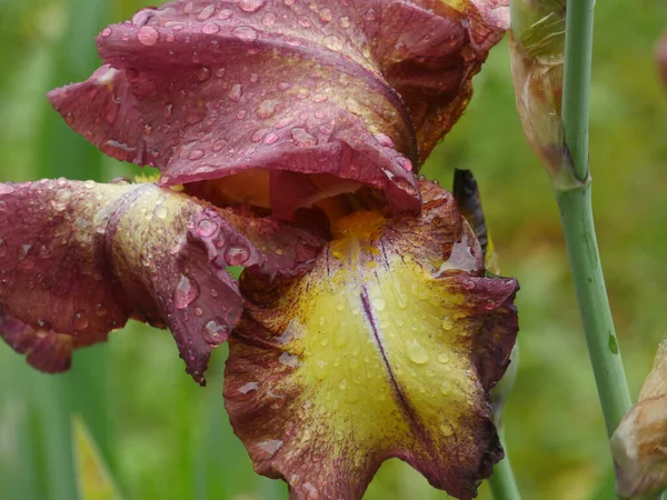 Krásný Botanický Záběr Přírodní Tapety — Stock fotografie