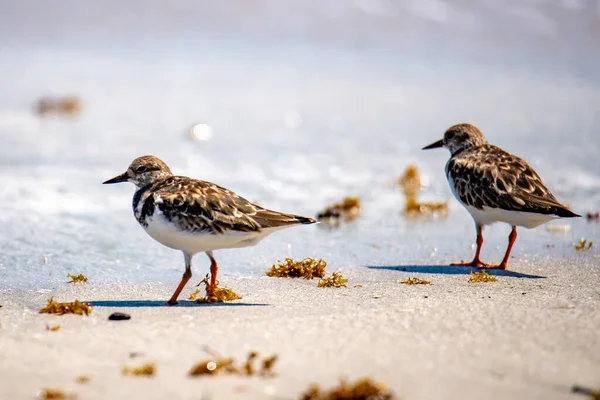 Gros Plan Oiseau Mignon — Photo