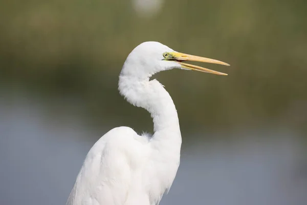 Witte Zilverreiger Het Water — Stockfoto