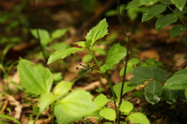Ormanda Yeşil Yapraklar — Stok fotoğraf