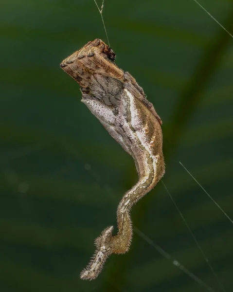 Close Van Insect Wilde Natuur — Stockfoto