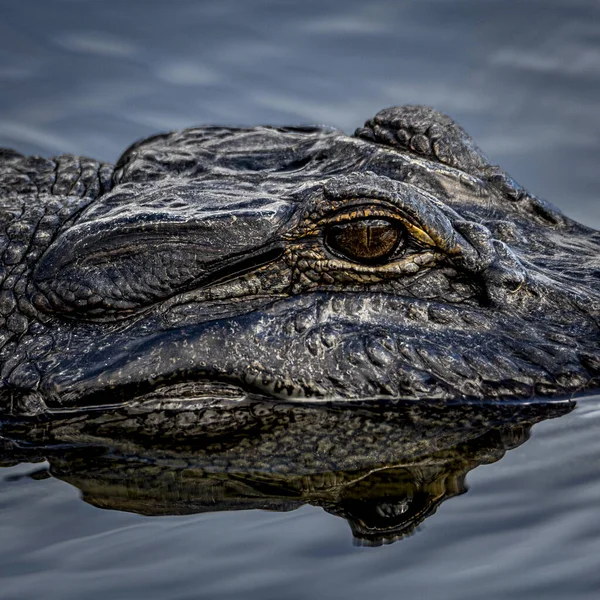 Close Crocodile Head — Stock Photo, Image