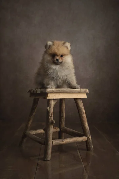 Cão Spitz Pomeranian Fundo Madeira — Fotografia de Stock