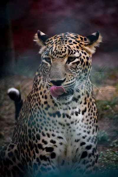 Leopardo Zoológico — Fotografia de Stock