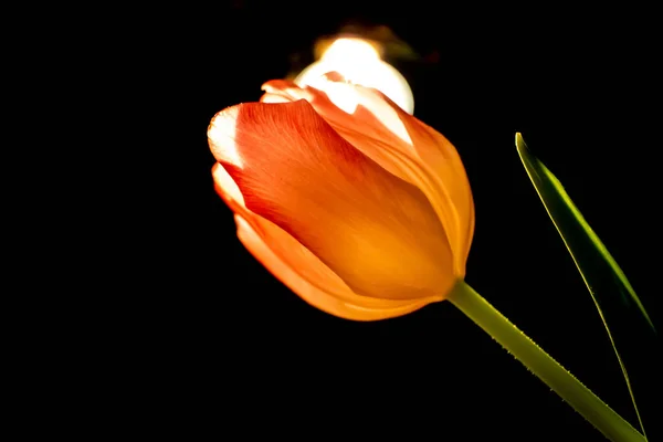 Krásný Tulipán Květina Černém Pozadí — Stock fotografie