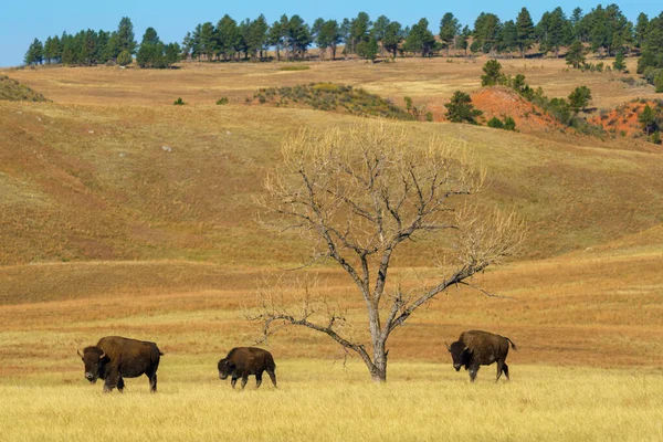 Uma Manada Animais Selvagens Savana Kenya — Fotografia de Stock