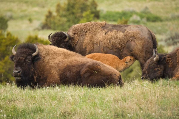 Brown Bear Meadow — Stock Photo, Image