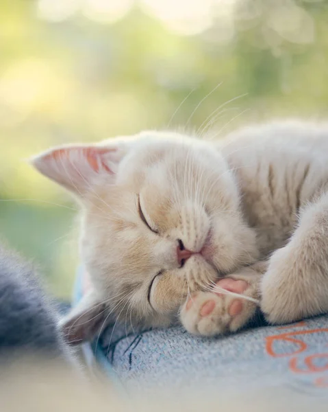 Χαριτωμένη Γάτα Ξαπλωμένη Στο Πάτωμα — Φωτογραφία Αρχείου