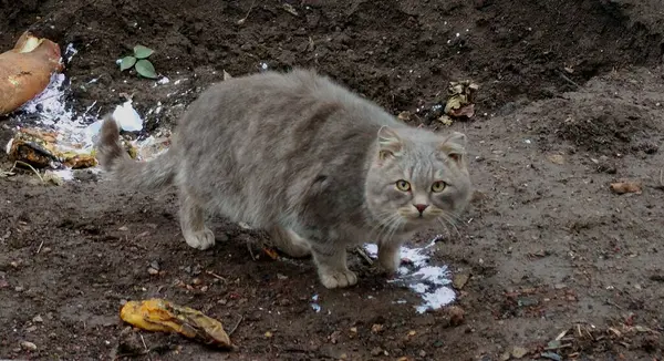 Gatto Giardino Sullo Sfondo Della Natura — Foto Stock