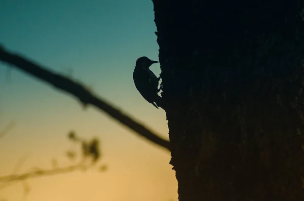 Ağaçta Bir Kuş — Stok fotoğraf