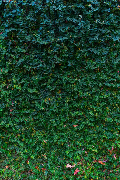Grüne Efeublätter Der Wand — Stockfoto