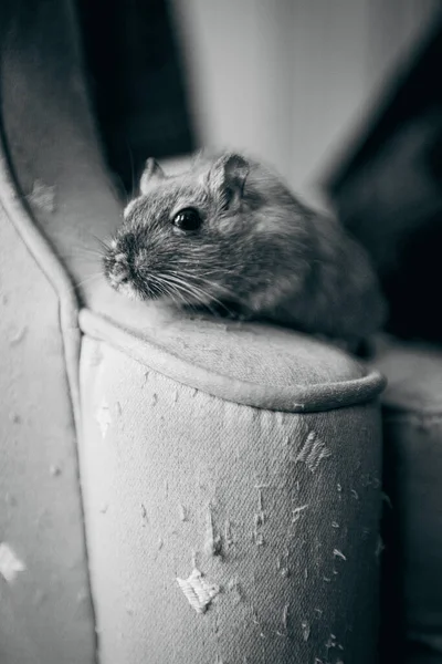 Black White Photo Cute Rat — Stock Photo, Image