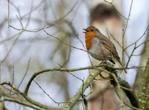 Rouge Tête Robin Assis Sur Une Branche — Photo