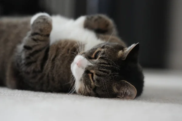 Niedliche Katze Liegt Auf Dem Sofa — Stockfoto