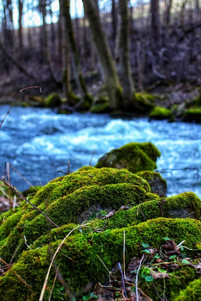 Krásný Výhled Les — Stock fotografie