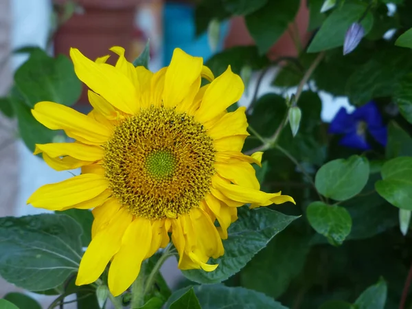Красивий Жовтий Соняшник Саду — стокове фото