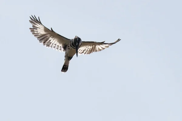 Ave Voladora Vuelo — Foto de Stock