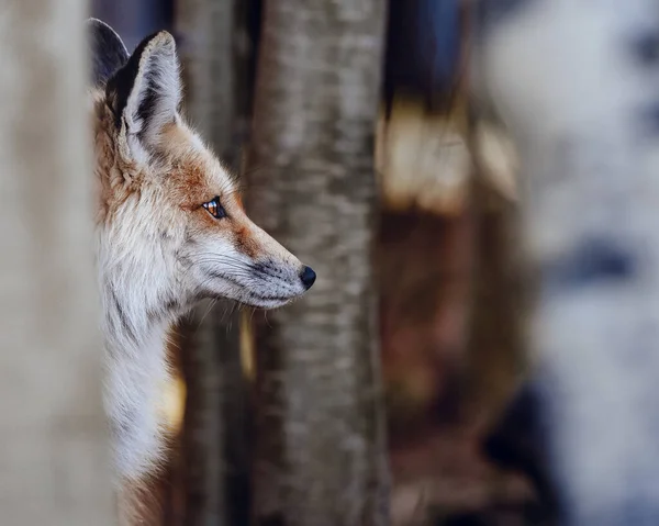 一只赤狐的特写镜头 — 图库照片