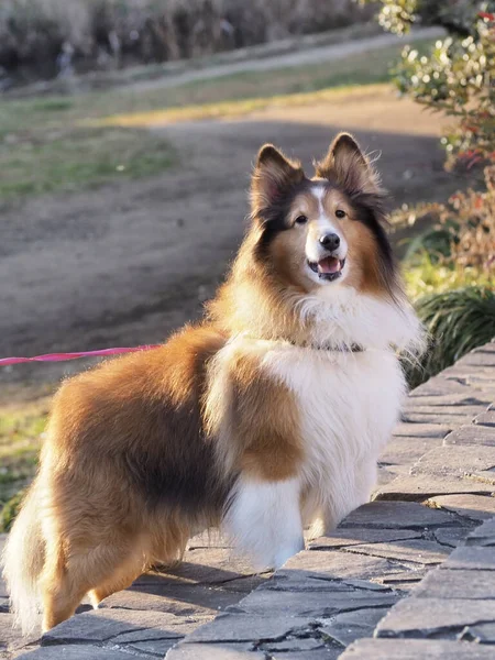 Schöner Hund Auf Der Straße Haustier Tiere Freien — Stockfoto