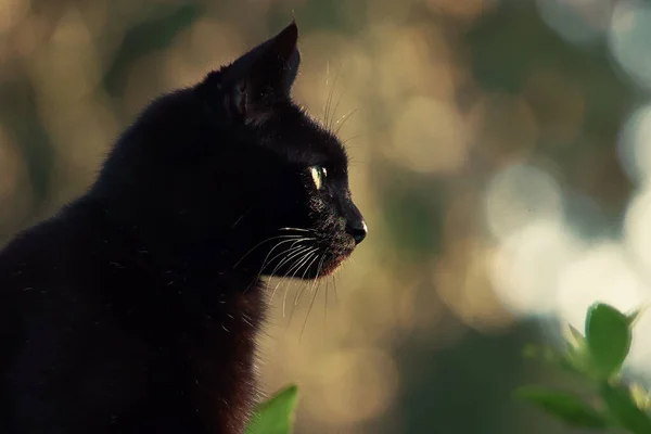 Svart Katt Med Gröna Ögon — Stockfoto