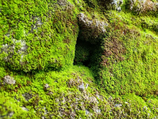 Moss Rock — Stock Photo, Image