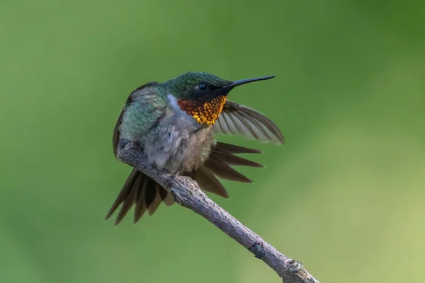 Zbliżenie Ujęcie Kolibra — Zdjęcie stockowe
