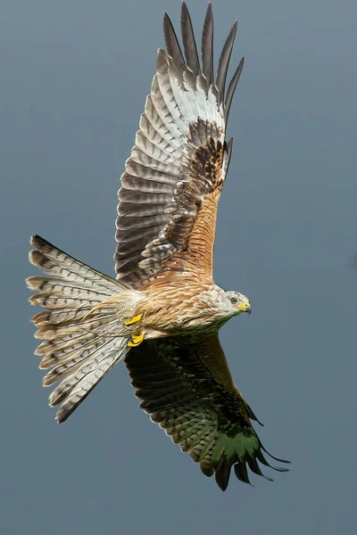 Vogel Fliegt Flug — Stockfoto