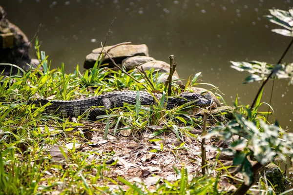 Közelkép Egy Zöld Kígyóról Vízben — Stock Fotó