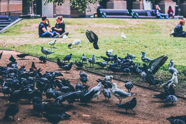 Pigeons Dans Parc Ville — Photo