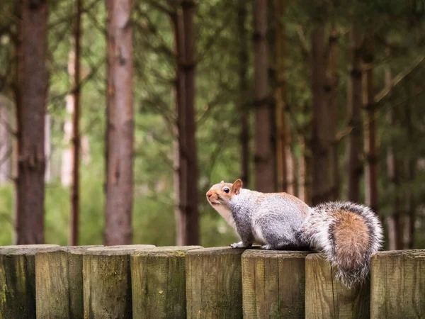 Small Brown Squirrel Forest — Stock Photo, Image