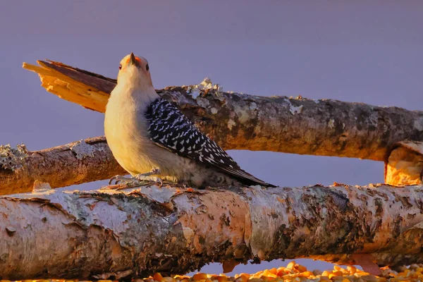 Tembakan Jarak Dekat Dari Burung Yang Cantik — Stok Foto