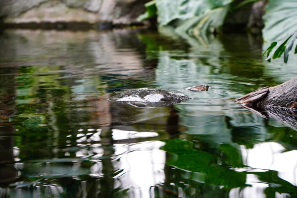 Eend Het Water — Stockfoto