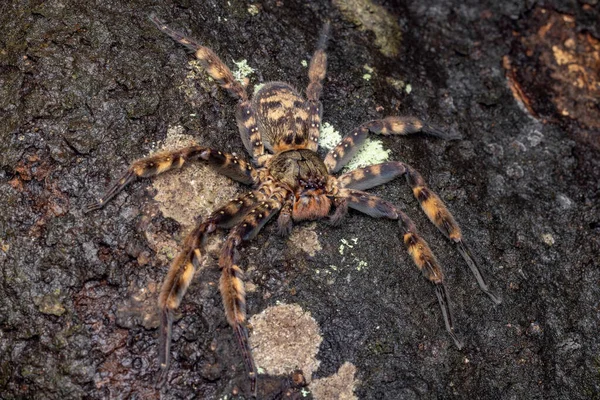 Gros Plan Insecte Dans Nature Sauvage — Photo