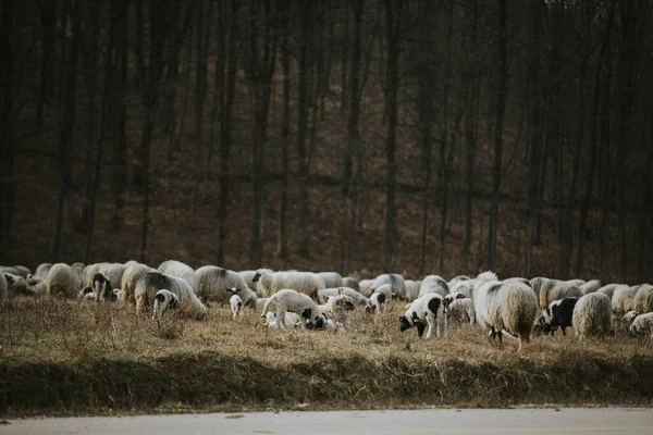 草地上的一群羊 — 图库照片