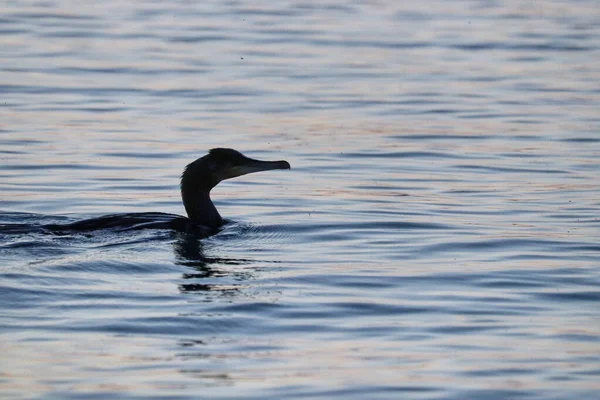 Zwart Wit Foto Van Een Vogel — Stockfoto