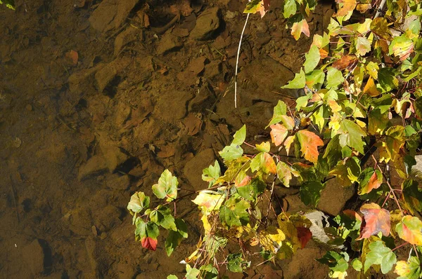 Feuilles Automne Sur Sol — Photo