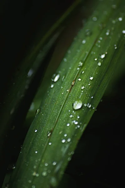 Зеленый Лист Капельками Росы Воде — стоковое фото