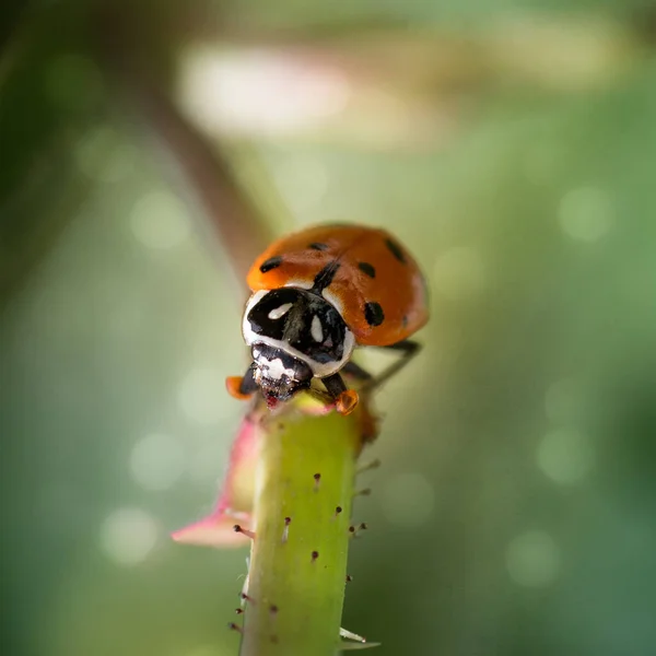 Ladybug Green Leaf Macro Shot — стоковое фото