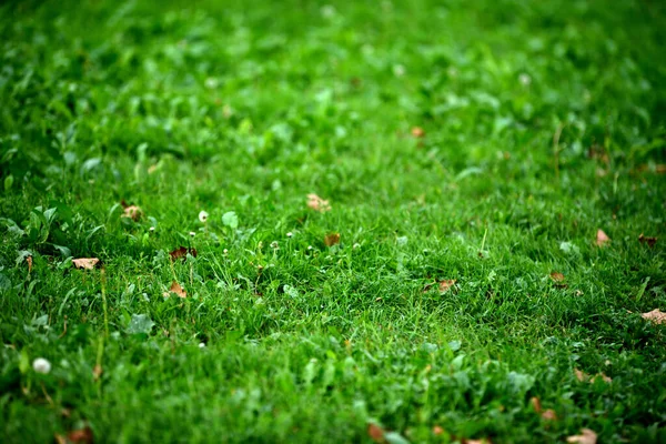 Grünes Gras Park — Stockfoto