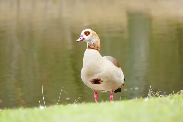 Schöne Weiße Ente Auf Dem See — Stockfoto