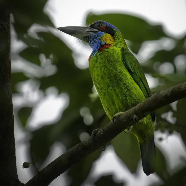 Mooie Opname Van Vogel Natuurlijke Habitat — Stockfoto