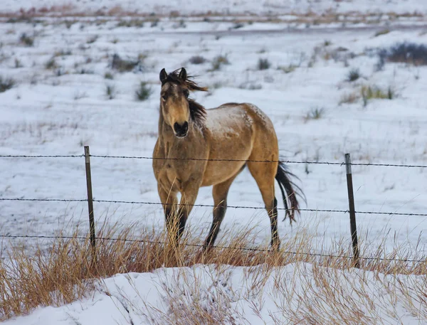 Caballo Nieve —  Fotos de Stock