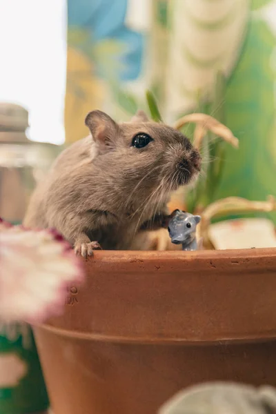 Pequeno Rato Bonito Comer Brinquedo — Fotografia de Stock