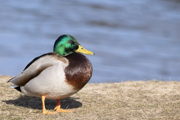 Πάπια Mallard Στη Λίμνη — Φωτογραφία Αρχείου