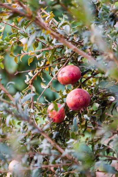Manzanas Rojas Maduras Una Rama Árbol — Foto de Stock