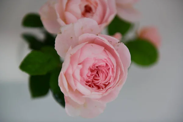 Rosas Brancas Pétalas Flores Bela Rosa Rosa Flor Vaso — Fotografia de Stock