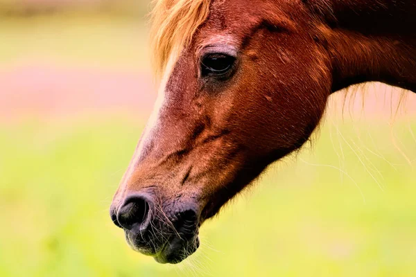 美丽的棕色马的肖像 — 图库照片