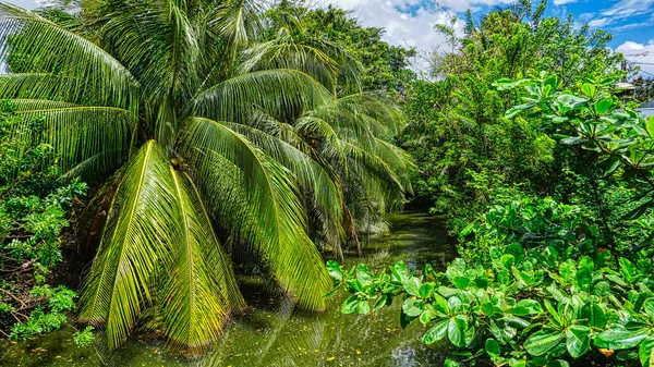 Grüne Palmen Dschungel — Stockfoto